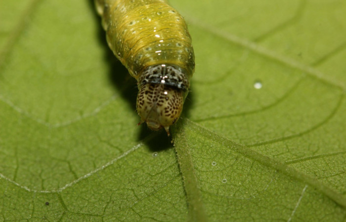 Figura 6. Detalle de cabeza, <i>Syngria druidaria</i> (Uraniidae). (18-SRNP-27463-DHJ731895).