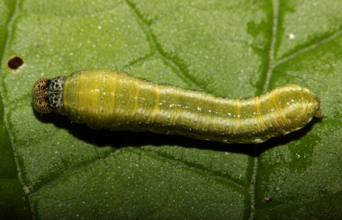 Figura 7. Detalle dorsal, <i>Syngria druidaria</i> (Uraniidae). (18-SRNP-27463-DHJ731896).