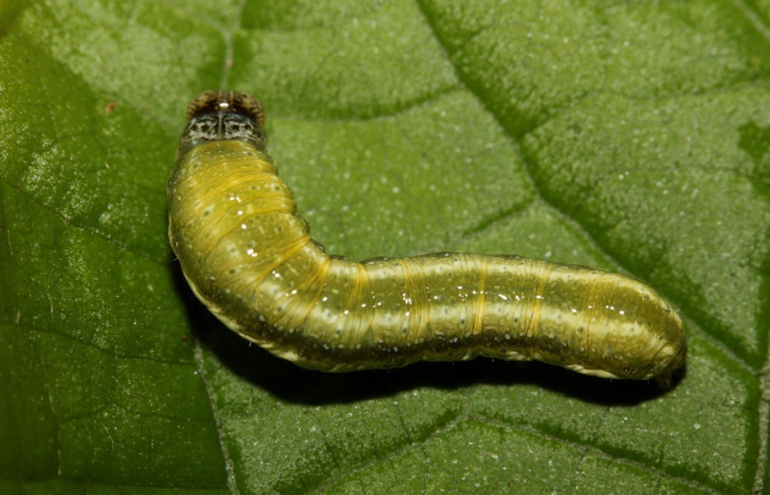Figura 8. Detalle dorsal, <i>Syngria druidaria</i> (Uraniidae). (18-SRNP-27463-DHJ731897).