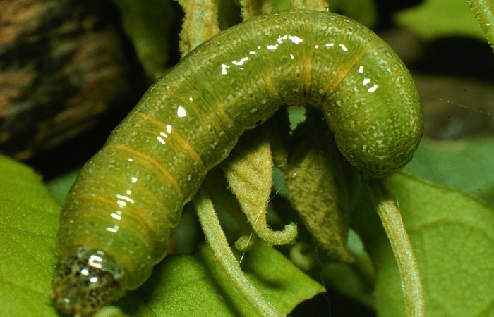 Figura 9. Detalle dorsal, <i>Syngria druidaria</i> (Uraniidae). (95-SRNP-8012-DHJ25316).