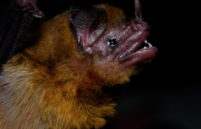 08/12/2023 XI CNM Santa Rosa Fuente: Marcos Álvarez.