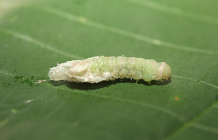  Prepupa en posición lateral de <i>Paectes lunodes</i> (Euteliidae). Sector Pitilla, Estación Quica. Voucher 17-SRNP-70802-DHJ737238.jpg.