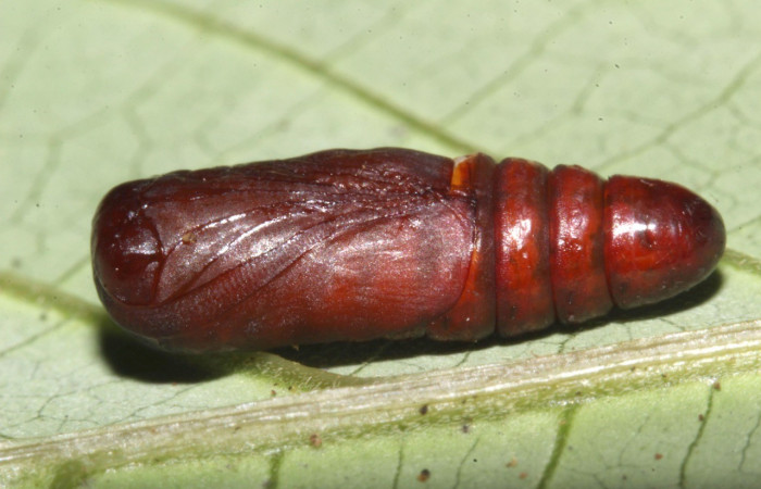  Pupa en posición lateral de <i>Paectes lunodes</i> (Euteliidae). Sector Pitilla, Estación Quica. Voucher 17-SRNP-31629-DHJ739344.jpg.