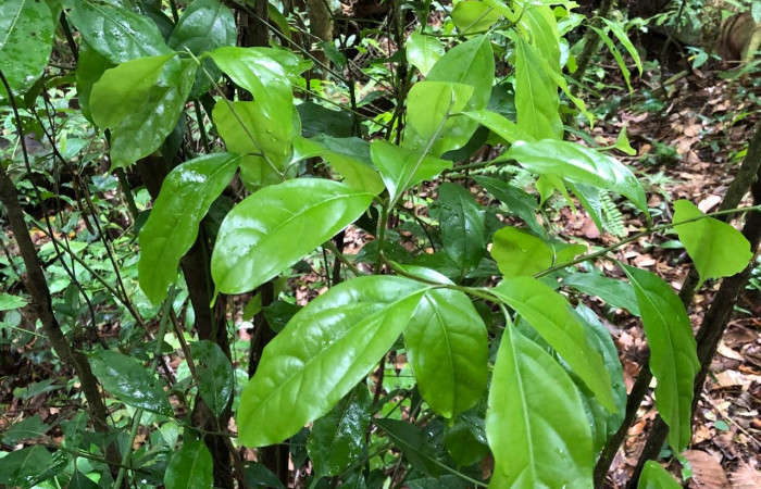  <i>Ocotea cernua</i> (Lauraceae), planta hospedera de <i>Paectes lunodes</i> (Euteliidae). Sector San Cristóbal, Sendero Perdido. Foto, Elda Araya, 12 Marzo 2024.  