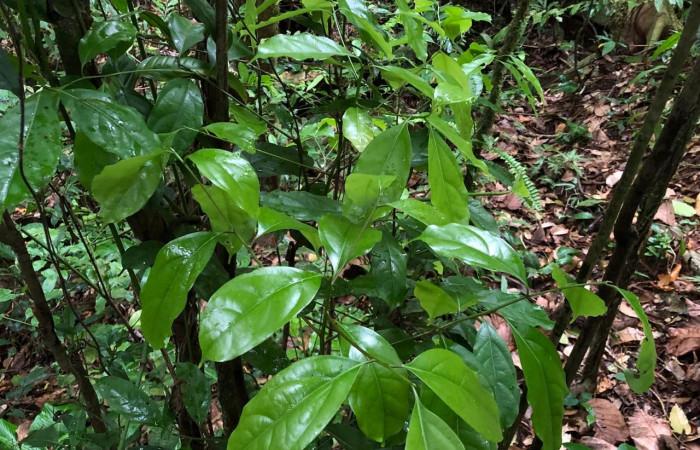  <i>Ocotea cernua</i> (Lauraceae), planta hospedera de <i>Paectes lunodes</i> (Euteliidae). Sector San Cristóbal, Sendero Perdido. Foto, Elda Araya, 12 Marzo 2024.  