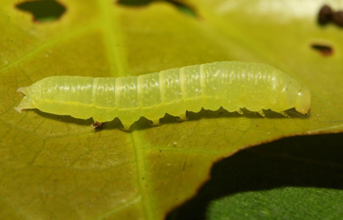  Larva en posición lateral de <i>Paectes lunodes</i> (Euteliidae), U estadio. Sector Pitilla, Estación Quica. Voucher 20-SRNP-71746-DHJ780166.jpg.