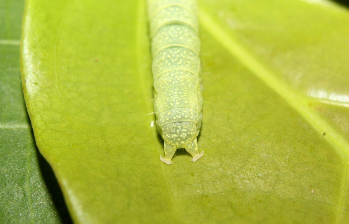 Cola en posición dorsal de <i>Paectes lunodes</i> (Euteliidae), U estadio. Sector Pitilla, Estación Quica. Voucher 17-SRNP-70802-DHJ737230.jpg.