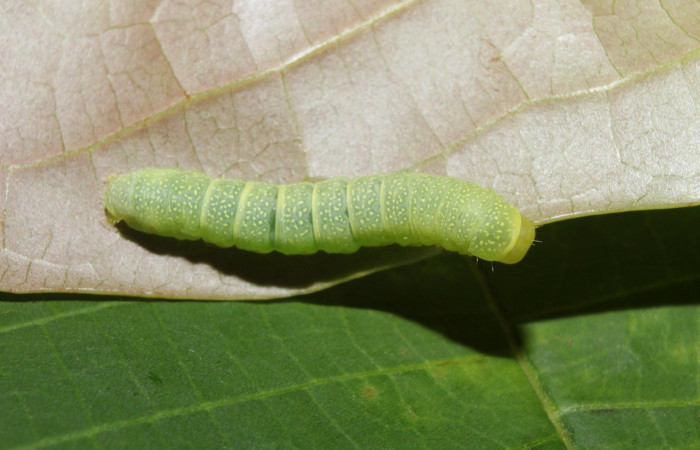  Larva en posición dorsal de <i>Paectes lunodes</i> (Euteliidae), U estadio. Sector Pitilla, Estación Quica. Voucher 17-SRNP-70802-DHJ737228.jpg.