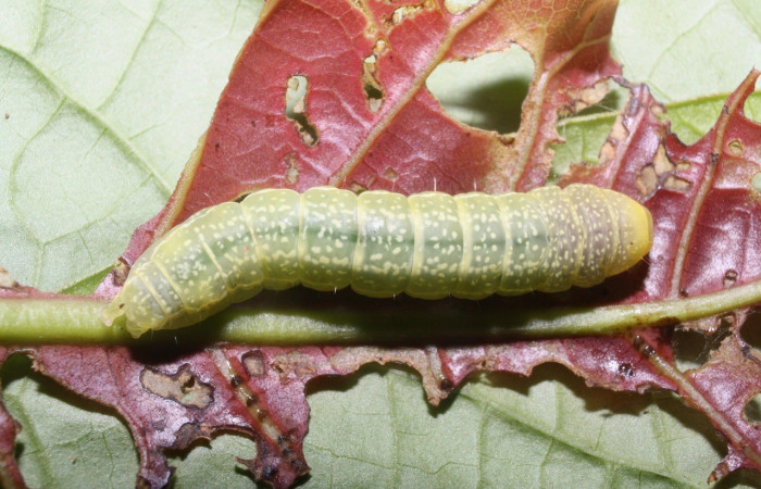  Larva en posición dorsal de <i>Paectes fuscescens</i> (Euteliidae), U estadio. Sector Del Oro, Quebrada Salazae. Voucher 11-SRNP-23292-DHJ492884.jpg.