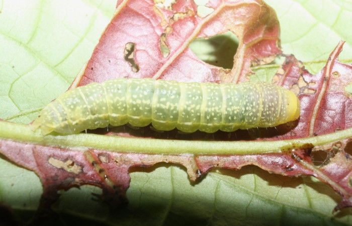  Larva en posición lateral de <i>Paectes fuscescens</i> (Euteliidae), U estadio. Sector Del Oro, Quebrada Salazae. Voucher 11-SRNP-23292-DHJ492887.jpg.