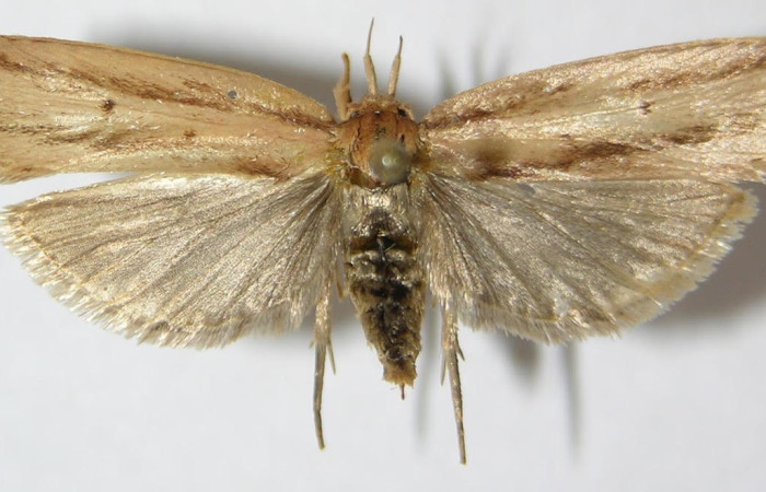 Fig.1. Adulto de <i>Stenoma</i> Janzen142. En posición dorsal de 43mm de longitud. Voucher : 09-SRNP-32222-DHJ516648.jpg.