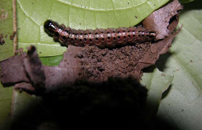 Fig. 11. Larva de <i>Stenoma patens</i>. Voucher :  03-SRNP-21897-DHJ91036.jpg.
