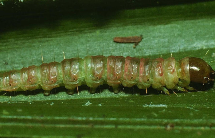 Fig.13. Prepupa de <i>Stenoma</i> Janzen142. Voucher : 02-SRNP-7951-DHJ68799.jpg.