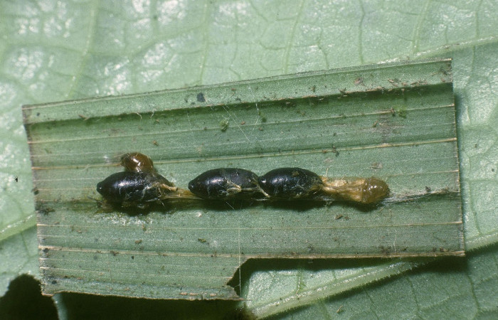 Fig.18. Puparios Tachinidae en larva de <i>Stenoma</i> Janzen142. Voucher : 06-SRNP-33783-DHJ416382.jpg.