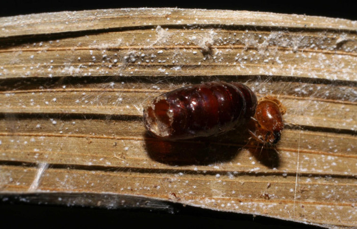 Fig.19. Pupa de <i>Stenoma</i> Janzen142. Voucher : 05-SRNP-40056-DHJ424477.jpg.