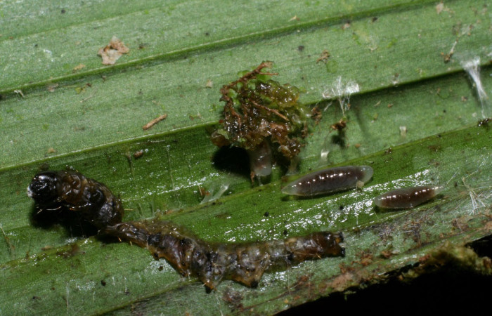 Fig.20. Larvas parásito de Eulophidae) en larva de <i>Stenoma</i> Janzen142. Voucher : 08-SRNP-31296-DHJ440065.jpg.