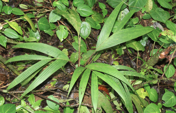Fig.21. Planta hospedera de <i>Stenoma</i> Janzen142, <i>Calyptrogyne trichostachys</i> (Arecaceae).