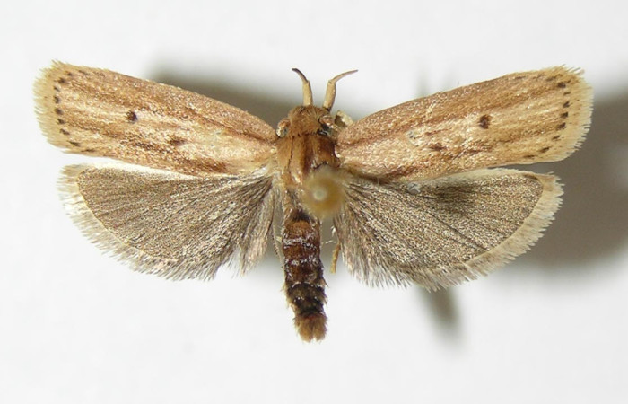 Fig.3. Adulto de <i>Stenoma</i> Janzen142. En posición dorsal de 33mm de longitud. Voucher : 01-SRNP-5353-DHJ339032.jpg.