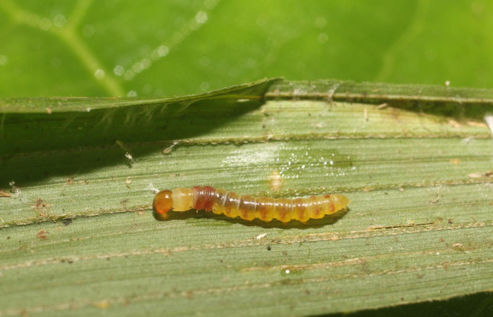Fig.5 .Larva de <i>Stenoma</i> Janzen142. Voucher : 18-SRNP-80879-DHJ715777.jpg.
