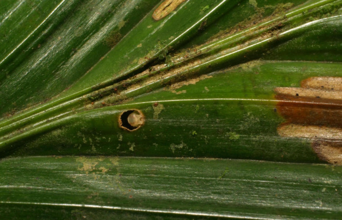 Fig.7. Larva de <i>Stenoma</i> Janzen142. Voucher : 06-SRNP-33872-DHJ416464.jpg.