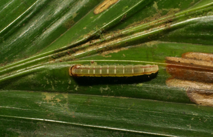 Fig.8. Larva de <i>Stenoma</i> Janzen142. Voucher : 06-SRNP-33872-DHJ416463.jpg.