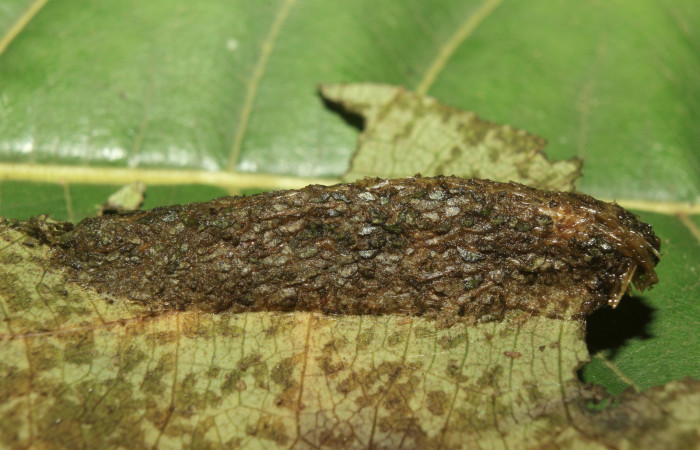 Figura 5. Capullo de <i>Plusiodonta nitissima</i> (Erebidae), mostrando parte dorsal, localidad Sendero Manguera Sector Pitilla ACG (470m). Voucher: 18-SRNP-71242-DHJ742712.jpg.