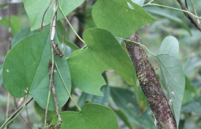 Figura 12. Planta hospedera de larva <i>Plusiodonta nitissima</i> (Erebidae), planta llamada <i>Odontocarya truncata</i> (Menispermaceae), localidad Sendero Manguera Sector Pitilla ACG (470m). foto: Ricardo Calero, 12 Febrero 2019. 
