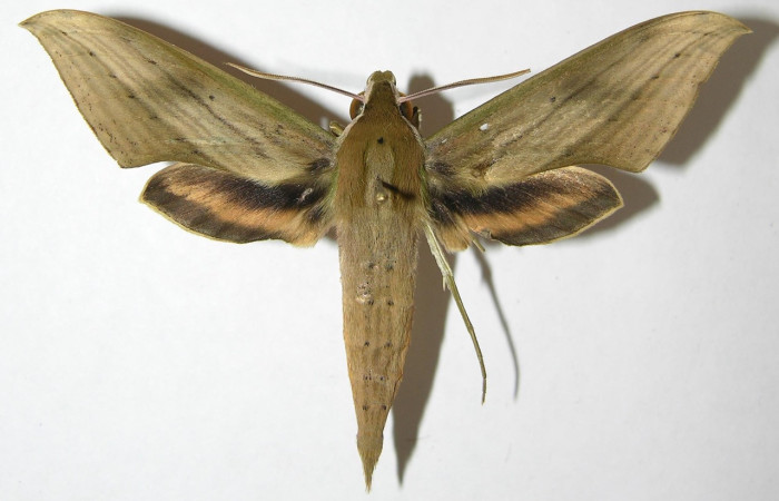 Fig. 01. Adulto de <i>Xylophanes yuliyae</i>, vista dorsal, 69mm de envergadura. Voucher: 08-SRNP-56232-DHJ391688.jpg.