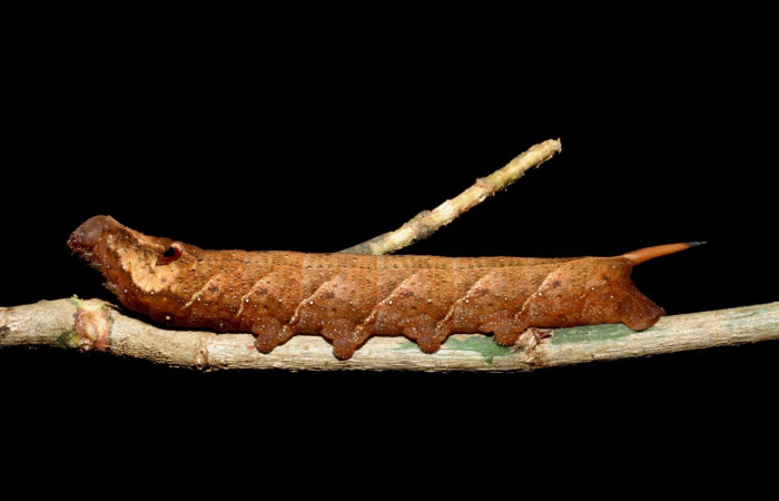 Fig. 03. Larva de <i>Xylophanes yuliyae</i>, vista lateral, último estadío, 62mm de longitud. Voucher: 08-SRNP-56232-DHJ391689.jpg.