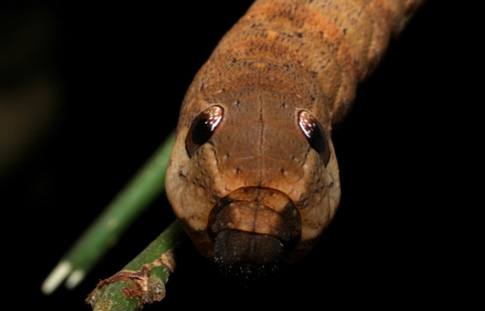 Fig. 05. Larva de <i>Xylophanes yuliyae</i>, vista frontal de torax mostrando el ojos falsos, último estadío, 62mm de longitud. Voucher: 08-SRNP-56232-DHJ442738.jpg