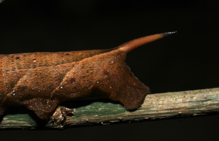 Fig. 06. Larva de <i>Xylophanes yuliyae</i>, vista lateral posterior,  vista del cuerno apical típico en mayoría de larvas de Sphingidae, último estadío, 62mm de longitud. Voucher: 06.08-SRNP-56233-DHJ442760.jpg