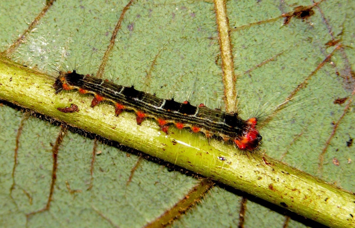 Figura 3. <i>Euglyphis</i> leptaDHJ02 (Lasiocampidae), en tercer estadio, posición lateral, Estación Pitilla. Voucher 04-SRNP-34427-DHJ401552.jpg.