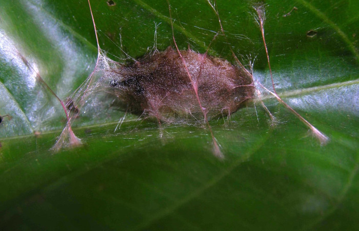 Figura 10. Capullo de <i>Euglyphis</i> leptaDHJ02 (Lasiocampidae). Estación Pitilla. Voucher 05-SRNP-31904-DHJ404504.jpg.