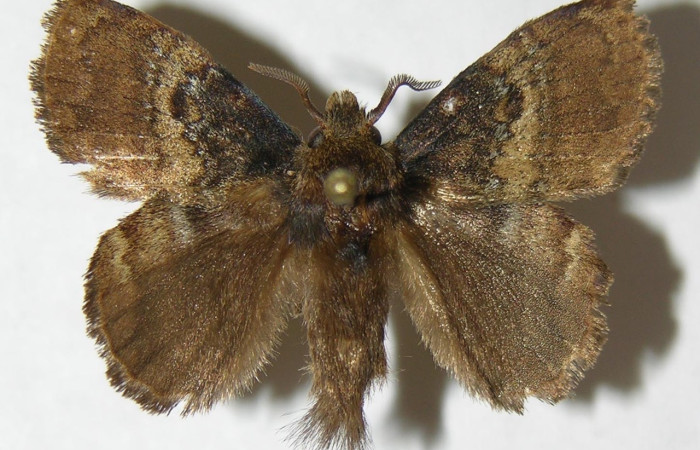 Figura 12. Adulto macho de <i>Euglyphis</i> leptaDHJ02 (Lasiocampidae), vista dorsal. Voucher 08-SRNP-41659-DHJ501296.jpg.