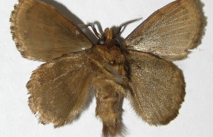 Figura 13. Adulto macho de <i>Euglyphis</i> leptaDHJ02 (Lasiocampidae), vista ventral. Voucher 08-SRNP-41659-DHJ501297.jpg.