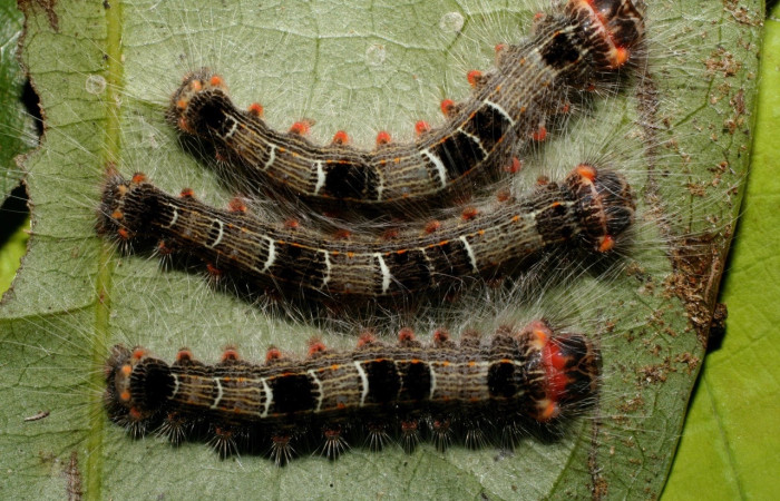 Figura 2. <i>Euglyphis</i> leptaDHJ02 (Lasiocampidae), en tercer estadio, posición dorsal, Estación Quica. Voucher 08-SRNP-71150-DHJ444270.jpg.
