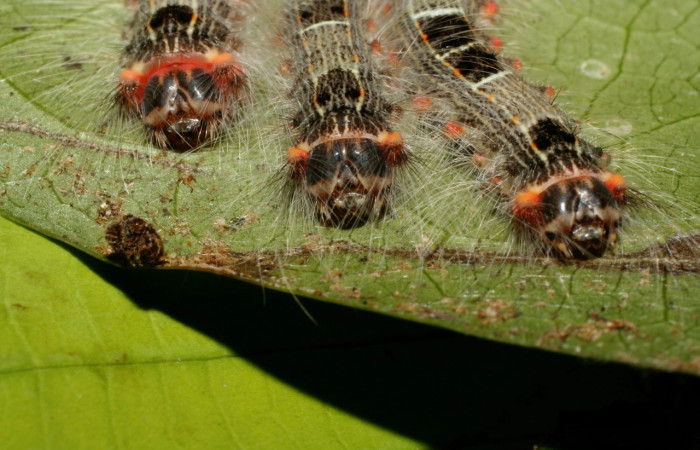 Figura 4. <i>Euglyphis</i> leptaDHJ02 (Lasiocampidae), en tercer estadio, posición frontal, Estación Quica. Voucher 08-SRNP-71150-DHJ444274.jpg.