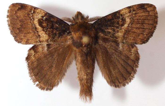 Figura 1. Adulto de <i>Euglyphis</i> leptaDHJ02 (Lasiocampidae), vista dorsal. Voucher 12-SRNP-72241-DHJ589228.jpg.