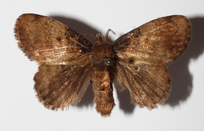 Figura 14. Adulto hembra de <i>Euglyphis</i> leptaDHJ02 (Lasiocampidae), vista dorsal. Voucher 15-SRNP-799-DHJ904442.jpg.