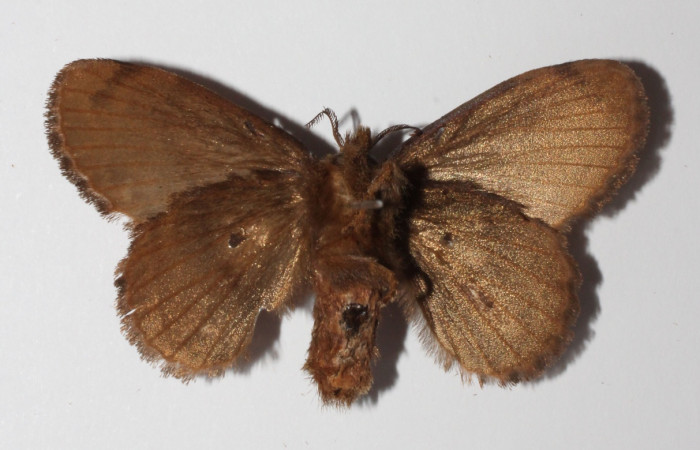 Figura 15. Adulto hembra de <i>Euglyphis</i> leptaDHJ02 (Lasiocampidae), vista ventral. Voucher 15-SRNP-799-DHJ904443.jpg.