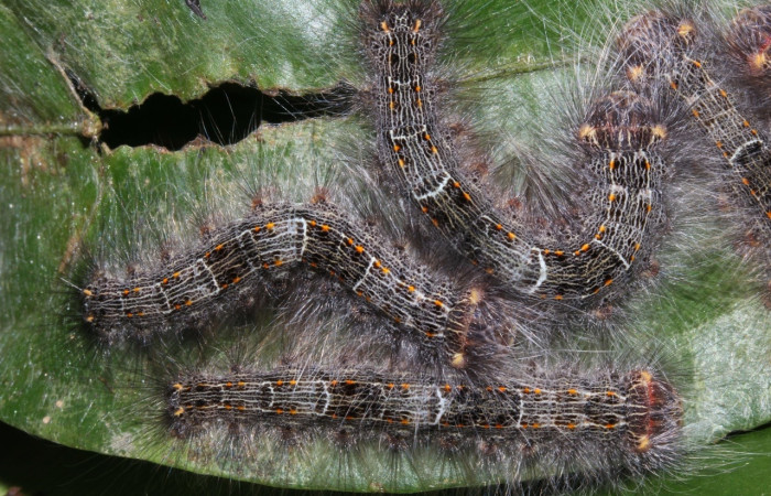 Figura 5. <i>Euglyphis</i> leptaDHJ02 (Lasiocampidae), posición dorsal, penúltimo estadio. Estación Pitilla. Voucher 16-SRNP-31491-DHJ735335.jpg.