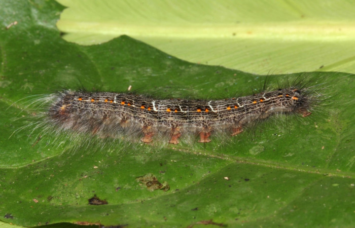 Figura 6. <i>Euglyphis</i> leptaDHJ02 (Lasiocampidae), posición lateral, penúltimo estadio. Estación Pitilla. Voucher 16-SRNP-31491-DHJ735336.jpg.