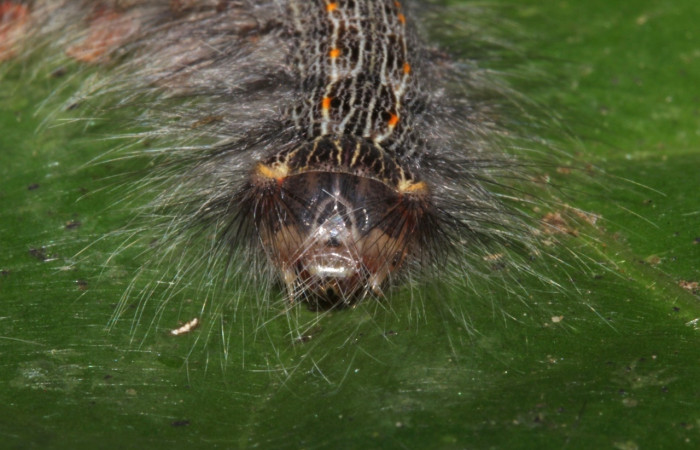 Figura 7. <i>Euglyphis</i> leptaDHJ02 (Lasiocampidae), posición frontal, penúltimo estadio. Estación Pitilla. Voucher 16-SRNP-31491-DHJ735338.jpg.