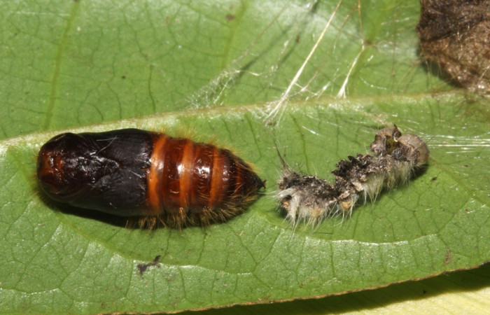Figura 11. Pupa de <i>Euglyphis</i> leptaDHJ02 (Lasiocampidae). Estación Pitilla. Voucher 16-SRNP-31491-DHJ735424.jpg.