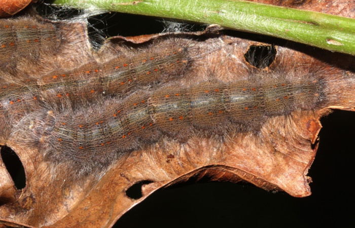 Figura 8. <i>Euglyphis</i> leptaDHJ02 (Lasiocampidae), posición dorsal, último estadio. Estación Pitilla. Voucher 17-SRNP-32233-DHJ740426.jpg.