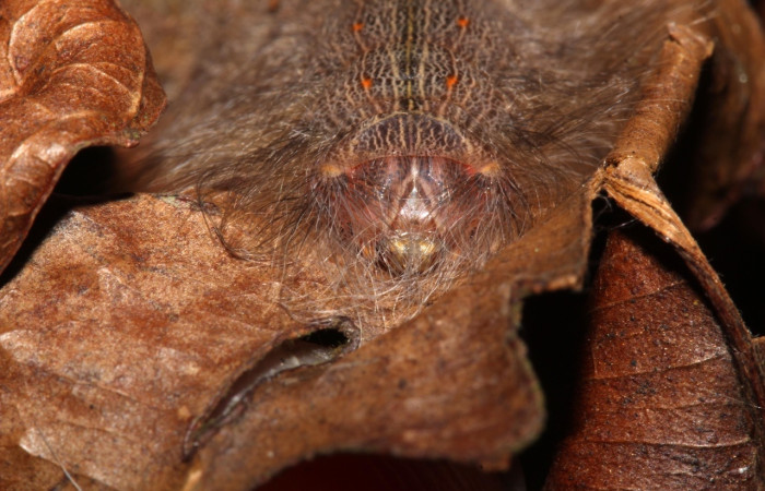 Figura 9. <i>Euglyphis</i> leptaDHJ02 (Lasiocampidae), posición dorsal, último estadio. Estación Pitilla. Voucher 17-SRNP-32233-DHJ740432.jpg.