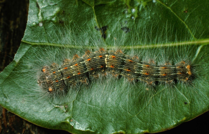 Figura 18. <i>Euglyphis Phyllis</i>
, vista dorsal entero, PU estadio, alimentándose en <i>Mespilodaphne veraguensis</i> de la familia, Lauraceae. Voucher 95-SRNP-7844-DHJ25188.jpg.