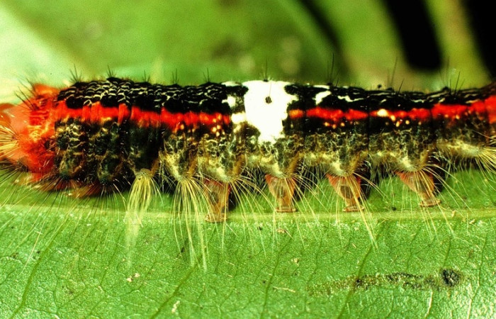 Figura 20. <i>Euglyphis lankesteri</i>, vista lateral entero, PU estadio, alimentándose de <i>Guatteria dolichopoda</i>, Annonaceae. Voucher 97-SRNP-1152.05-DHJ40957.jpg.