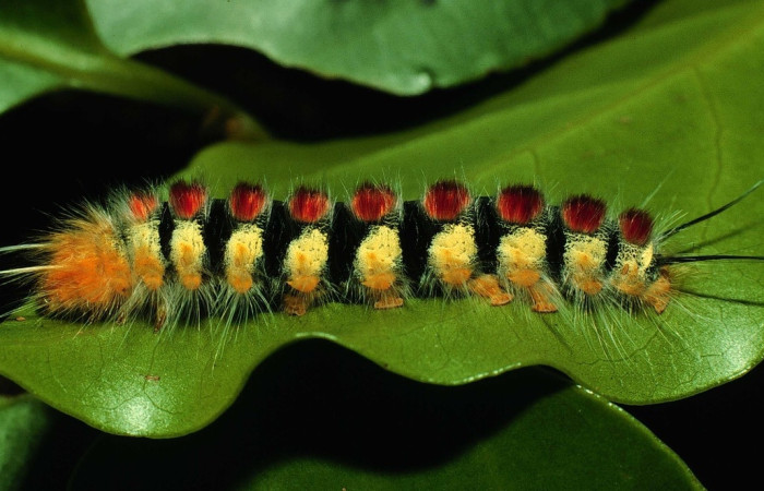 Figura 17. <i>Euglyphis barda</i>, Lasiocampidae, vista lateral entero, U estadio, alimentándose en <i>Beilschmiedia brenesii</i> de la familia, Lauraceae. Voucher 97-SRNP-1459-DHJ41568.jpg.