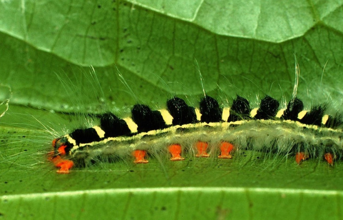 Figura 19. <i>Euglyphis jessiehillae</i>, vista lateral entero, último estadio, alimentándose de <i>Damburneya purpurea</i>, Lauraceae. Voucher 97-SRNP-6431-DHJ43561.jpg.